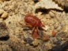 Bdellidae