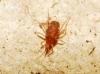 Bdellidae