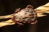 Dermacentor reticulatus Dermacentor reticulatus