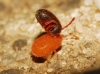 Erythraeidae