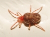 Erythraeidae