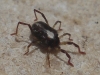 Erythraeidae