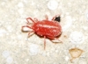 Erythraeidae