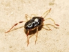 Erythraeidae