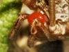 Erythraeidae