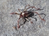 Erythraeidae