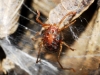 Erythraeidae