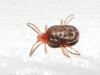 Erythraeidae