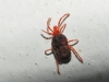 Erythraeidae