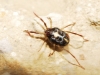 Erythraeidae