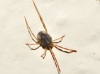 Erythraeidae