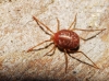 Erythraeidae