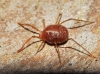 Erythraeidae