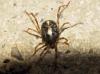 Erythraeidae