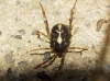 Erythraeidae