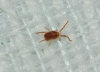 Erythraeidae