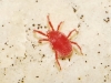 Erythraeidae