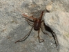 Erythraeidae