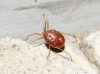 Erythraeidae