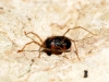 Erythraeidae