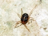 Erythraeidae