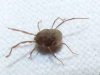 Erythraeidae