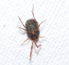 Erythraeidae