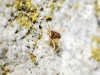 Eupodidae