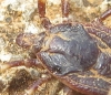 Hyalomma sp. Hyalomma sp.