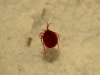 Hydrachnidae