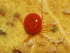 Hydrachnidae