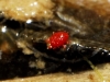 Hydrachnidae