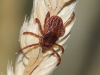 Rhipicephalus sanguineus