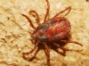 Rhipicephalus sanguineus