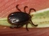 Rhipicephalus sanguineus