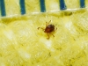 Rhipicephalus sanguineus