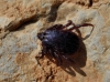 Rhipicephalus sanguineus