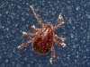 Rhipicephalus sanguineus