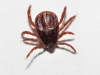 Rhipicephalus sanguineus