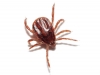 Rhipicephalus sanguineus