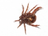 Rhipicephalus sanguineus