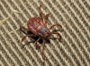 Rhipicephalus sanguineus