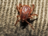 Rhipicephalus sanguineus
