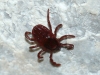 Rhipicephalus sanguineus
