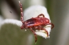Rhipicephalus sanguineus