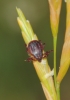 Rhipicephalus sanguineus