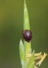 Rhipicephalus sanguineus