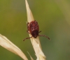 Rhipicephalus sanguineus