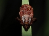 Rhipicephalus sanguineus