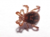 Rhipicephalus sanguineus